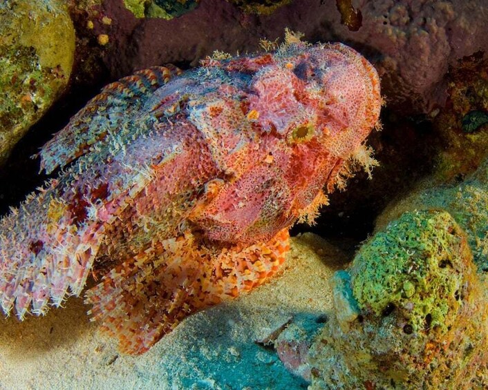Picture 5 for Activity Playa del Carmen: Dive into our Local Reefs Today!