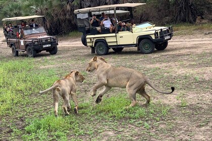 One day safari by flight from Zanzibar: Mikumi national park