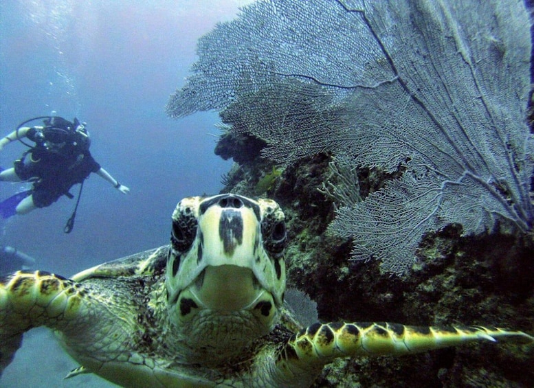 Picture 2 for Activity Playa del Carmen: Discover the Surreal World of Scuba Diving