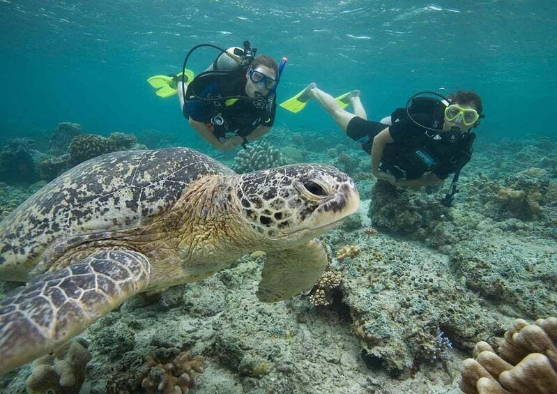 Playa del Carmen: Discover the Surreal World of Scuba Diving