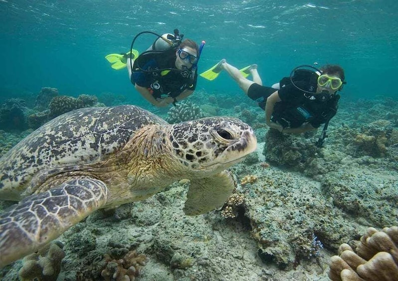 Playa del Carmen: Discover the Surreal World of Scuba Diving