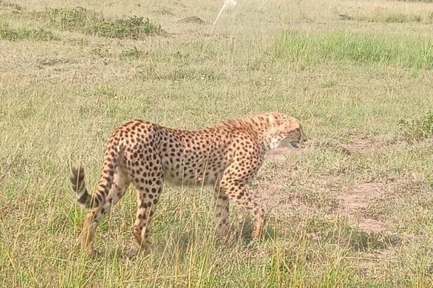 Group Joining Day Tour to Tsavo East from Kilindini/Mombasa Port