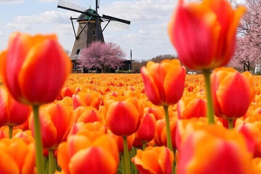 Amsterdam: Private Tour Windmills, Castle and Volendam