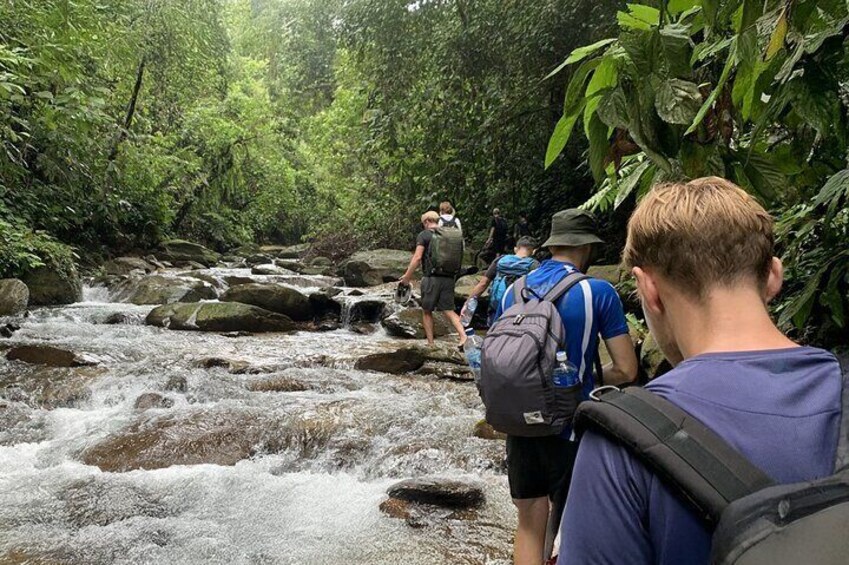 Jungle Trekking Bahorok