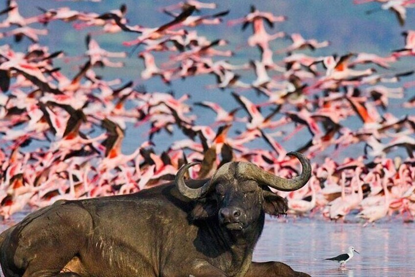 6 Days Samburu Sweetwaters, Lake Nakuru and Lake Naivasha Tour