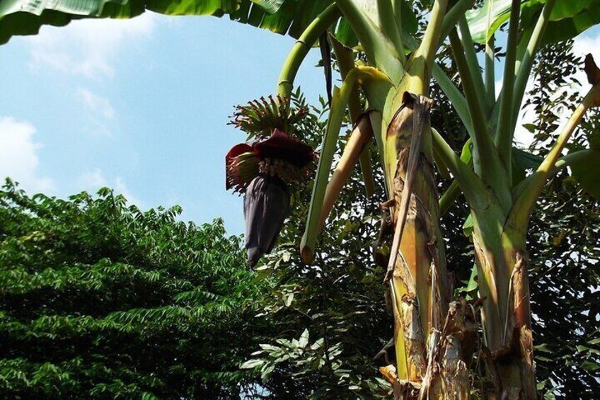 Private Mekong Floating Market and Cajuput Forest Full Day