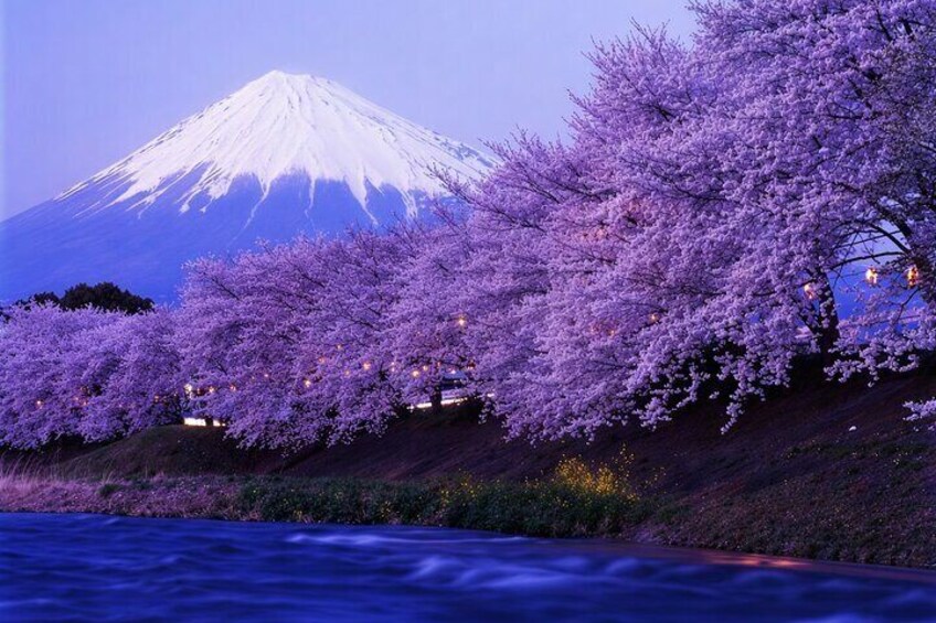 Tokyo: Mt Fuji 3 Lakes Day Trip Secret Spots and Seasonal View