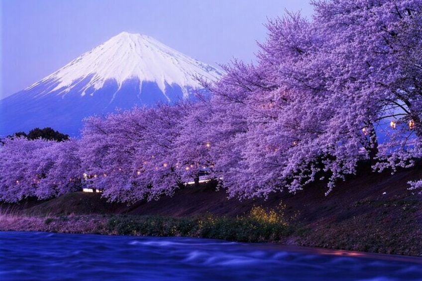 Tokyo: Mt Fuji 3 Lakes Day Trip Secret Spots and Seasonal View