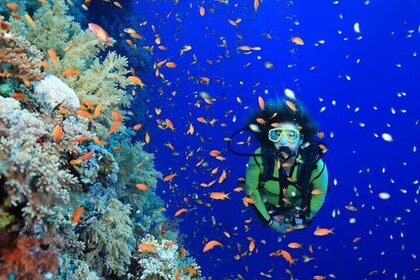 PADI付きオープンウォーターダイビング3日間コース＆送迎：マルサ・アラム