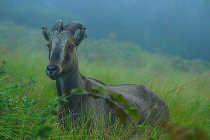 6 Days Luxury Kerala Private Group Tour