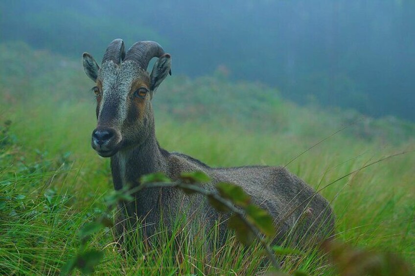 6 Days Luxury Kerala Private Group Tour