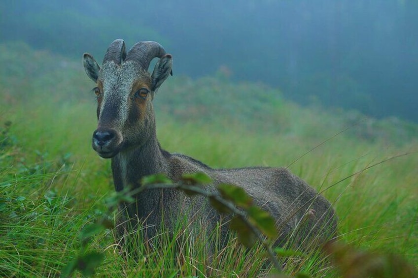 6 Days Luxury Kerala Private Group Tour