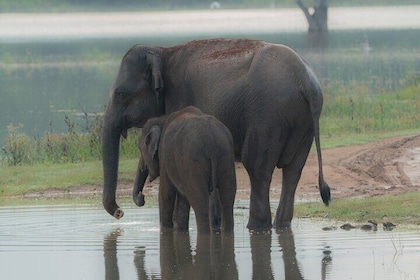 Tour en Jeep Safari en Udawalawa Park Sri Lanka 