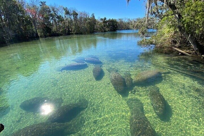 Crystal River Boat and Nature Tour