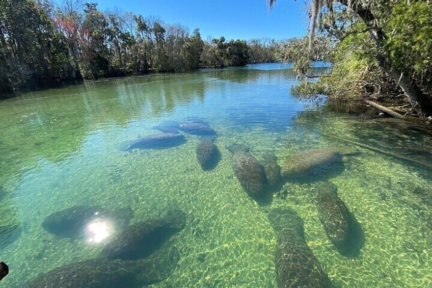 Crystal River Boat and Nature Tour