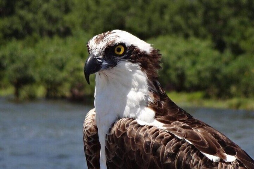 Crystal River Boat and Nature Tour