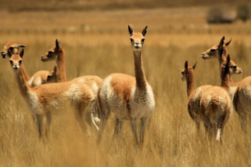 Nazca Pampas National Reserve Vicuna and Lama Sanctuary