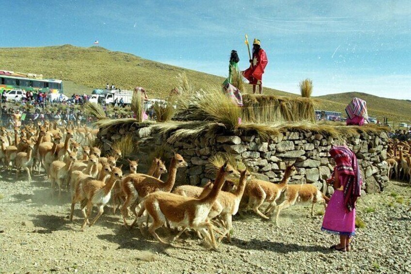 Nazca Pampas National Reserve Vicuna and Lama Sanctuary