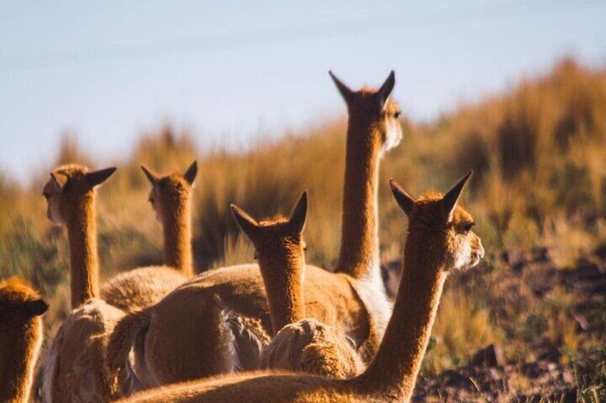 Nazca Pampas National Reserve Vicuna and Lama Sanctuary