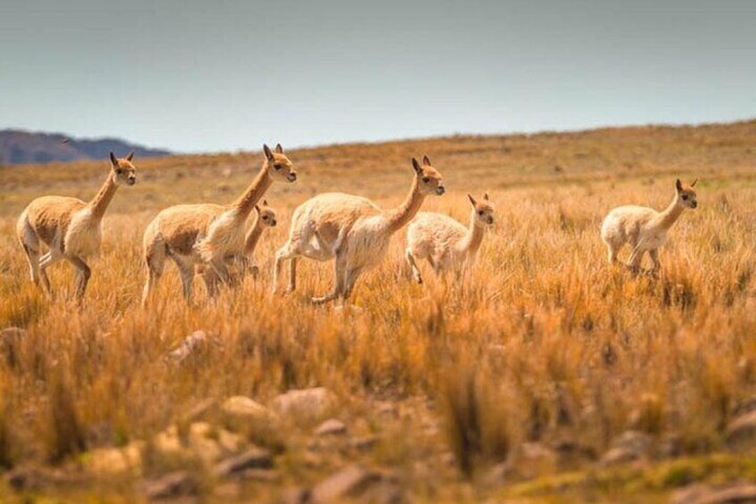 Nazca Pampas National Reserve Vicuna and Lama Sanctuary