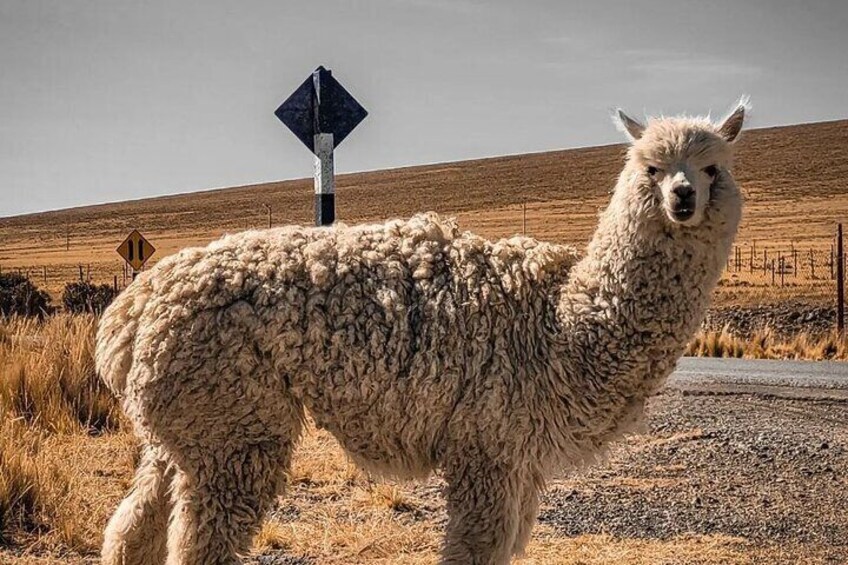 Nazca Pampas National Reserve Vicuna and Lama Sanctuary