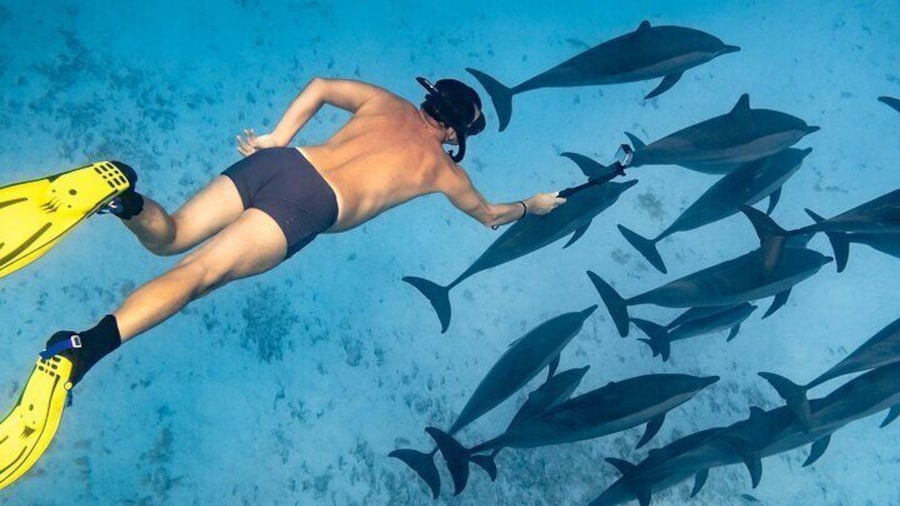 Marsa Alam: Sataya Reefs Dolphin Snorkel Cruise with Lunch
