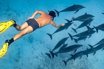 Marsa Alam: Sataya Reefs Dolphin Snorkel Cruise with Lunch