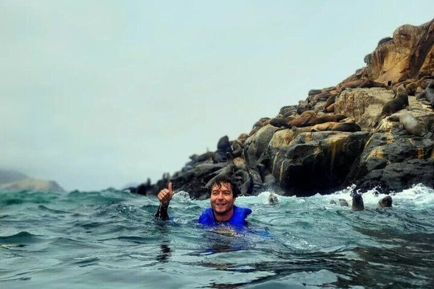 Swimming with Sea Lions on Palomino Island in Lima with Tickets