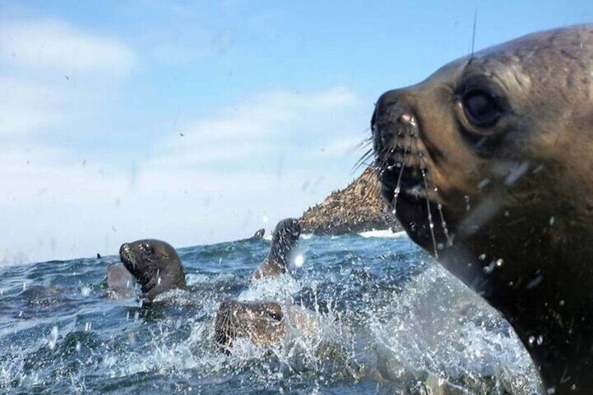 Swimming with Sea Lions on Palomino Island in Lima with Tickets