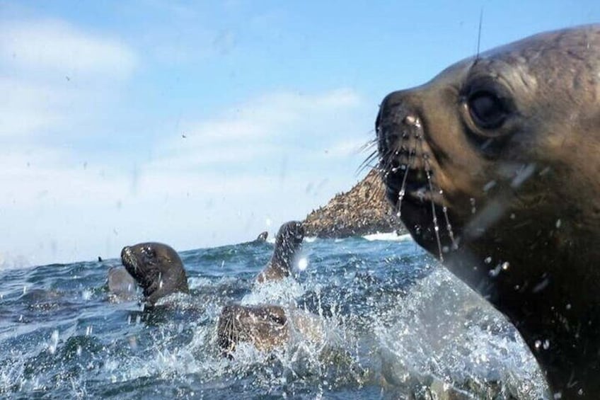 Swimming with Sea Lions on Palomino Island in Lima with Tickets