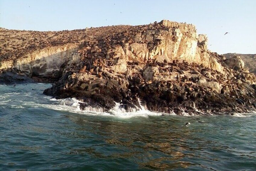 Swimming with Sea Lions on Palomino Island in Lima with Tickets