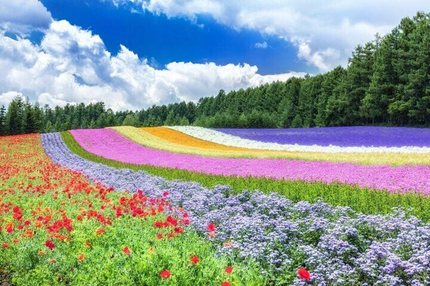 ファーム富田お花畑