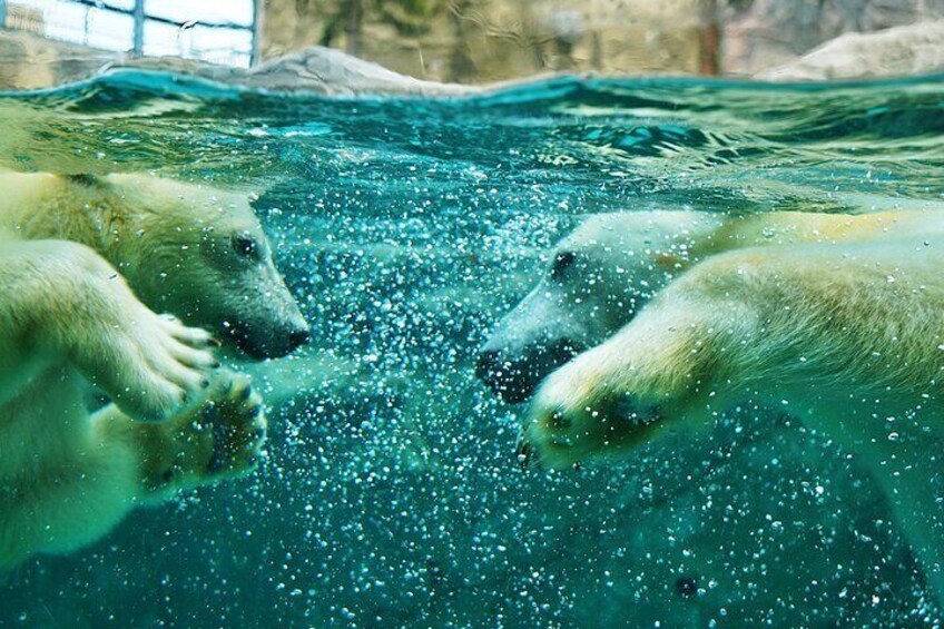 旭山動物園ホッキョクグマ