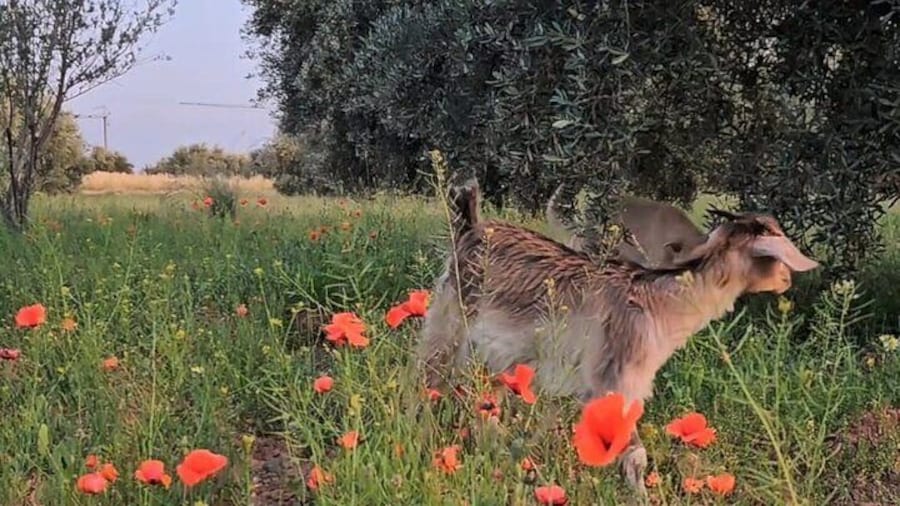 Rescue Farm Visit in Marrakech Countryside