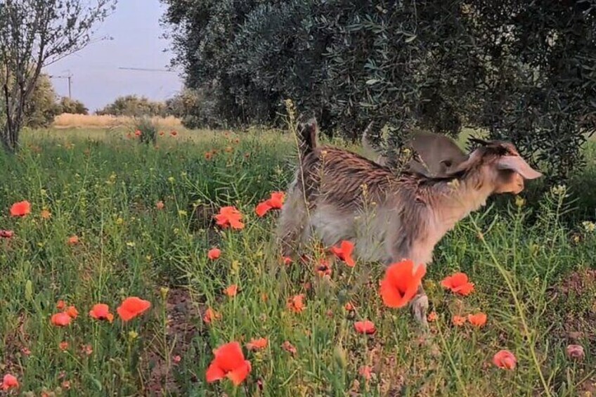 Rescue Farm Visit in Marrakech Countryside