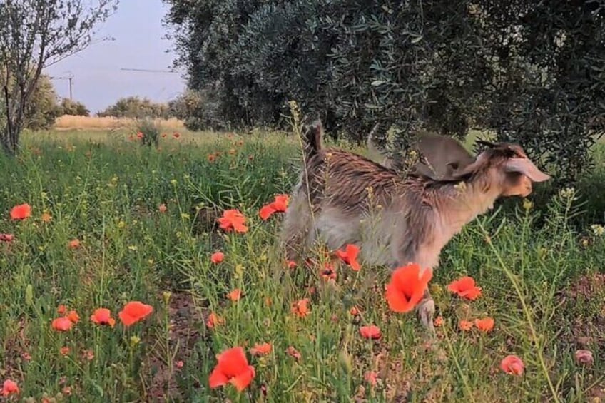 Rescue Farm Visit in Marrakech Countryside