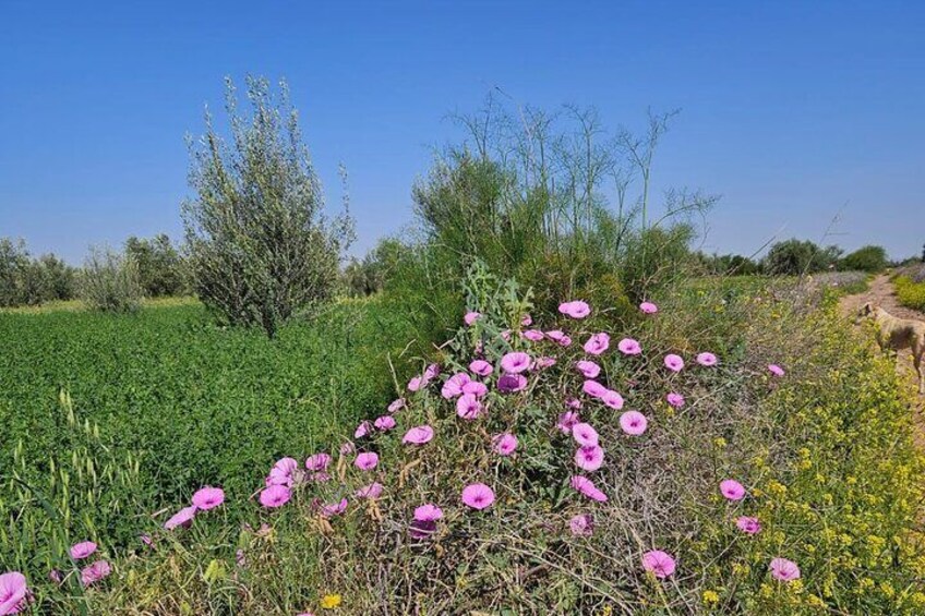 Rescue Farm Visit in Marrakech Countryside