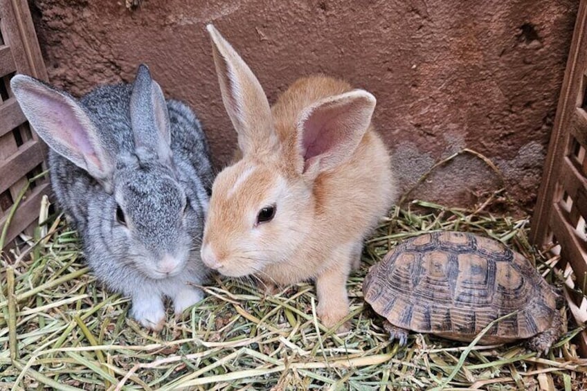 Rescue Farm Visit in Marrakech Countryside