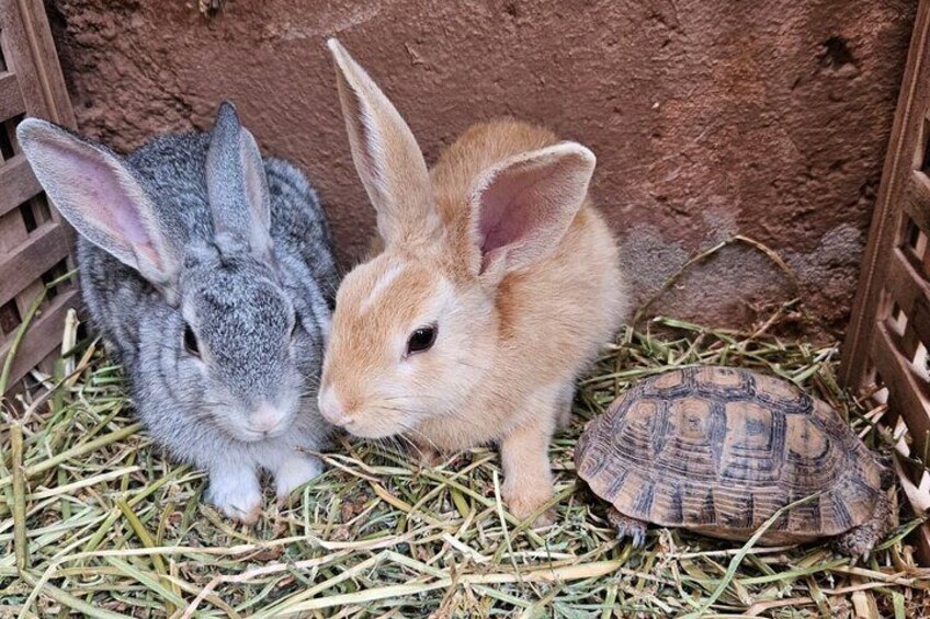 Rescue Farm Visit in Marrakech Countryside