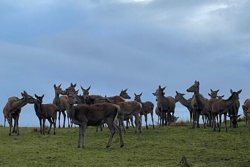 Deer in the Cairngorms
