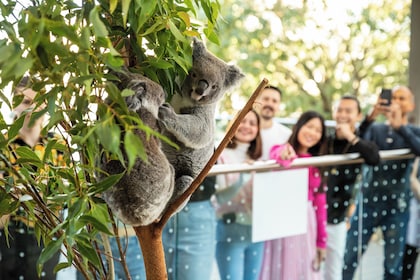 WILD LIFE ซิดนีย์ โคอาล่า อาหารเช้า