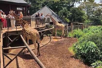 Explore Giraffe Centre, Karen Blixen and Bomas in Kenya