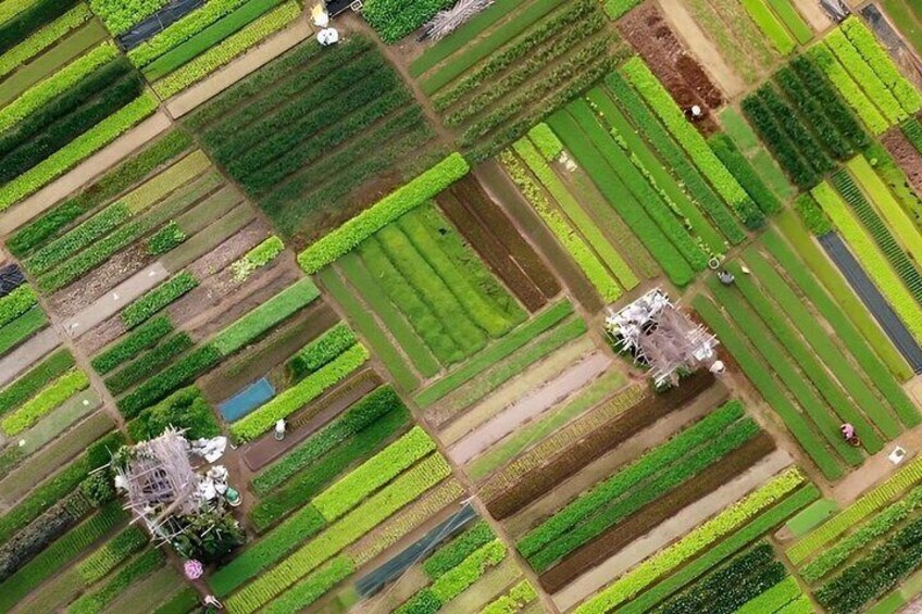 Explore Tra Que Vegetable Farm in Bicycle Tour
