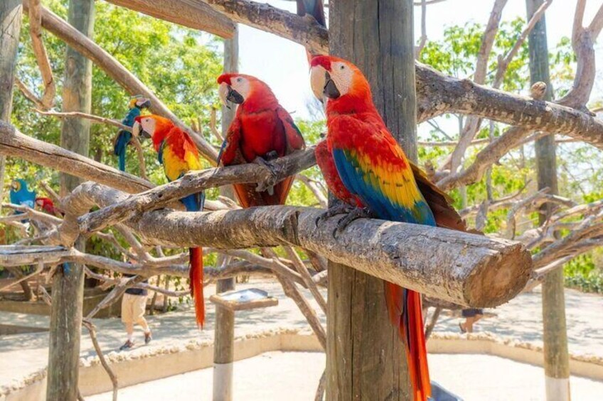 Full Day Tour to Aviary plus Playa Blanca Baru with Lunch