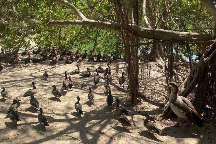 Full Day Tour to Aviary plus Playa Blanca Baru with Lunch