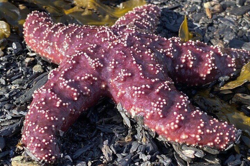 Interact With Intertidal Life