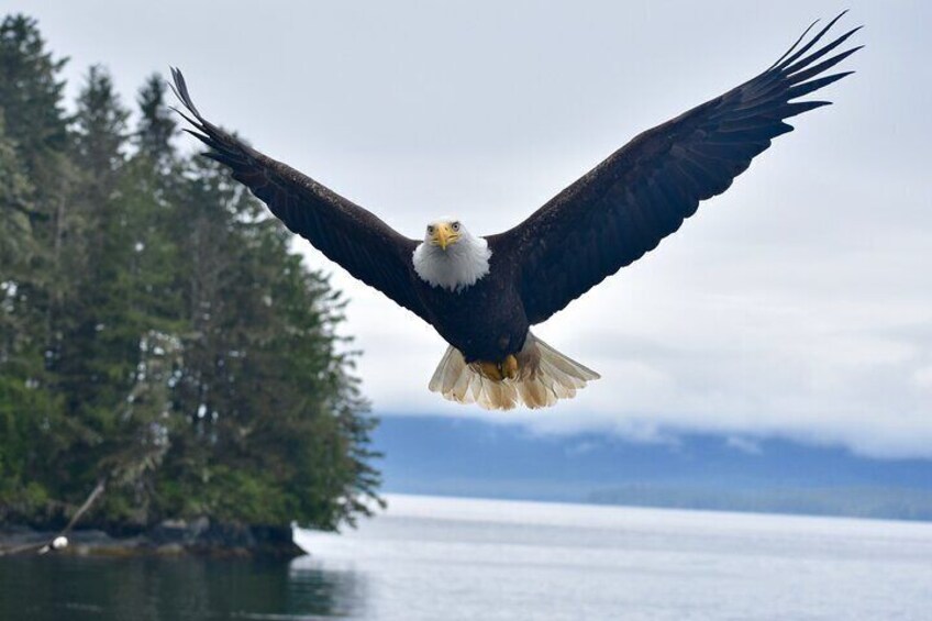 Feed The Eagles