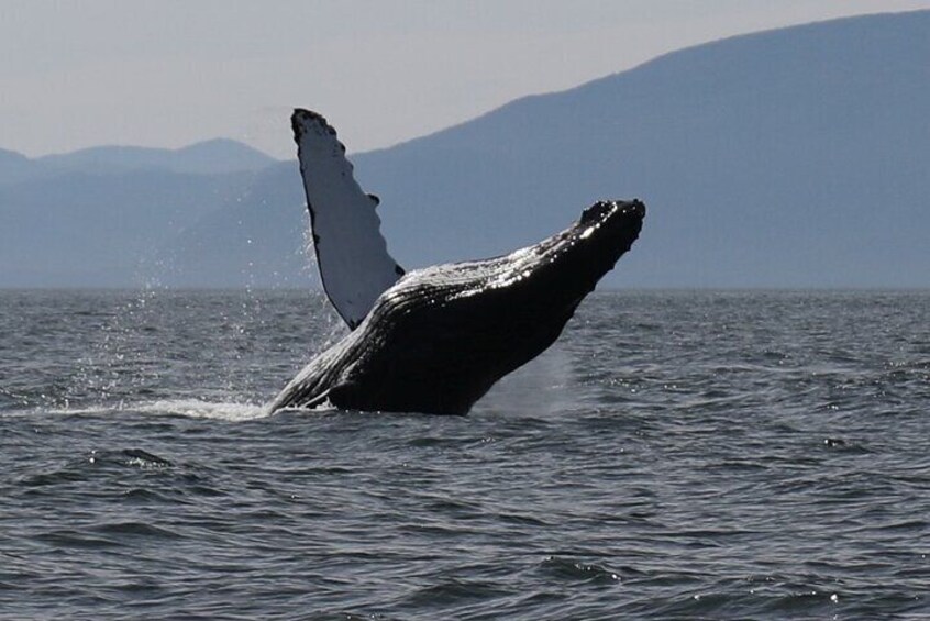 Wildlife Photo Tour Ketchikan Luxury Boat Expedition