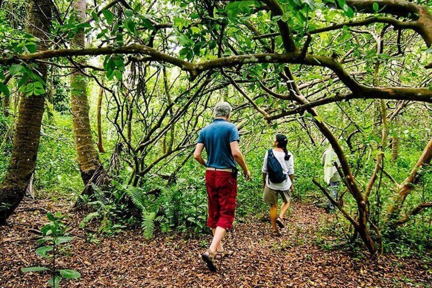 Jozani Forest & Rock Restaurant Experience & Transfer - Zanzibar