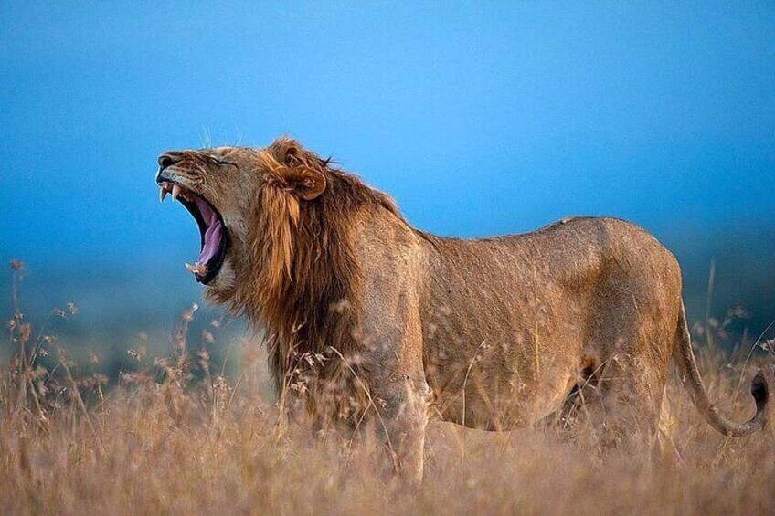 4 Day Safari Tour from Nairobi